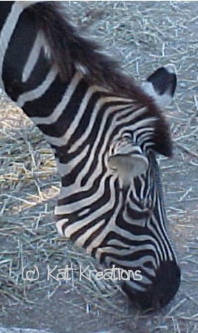 zebra-WM